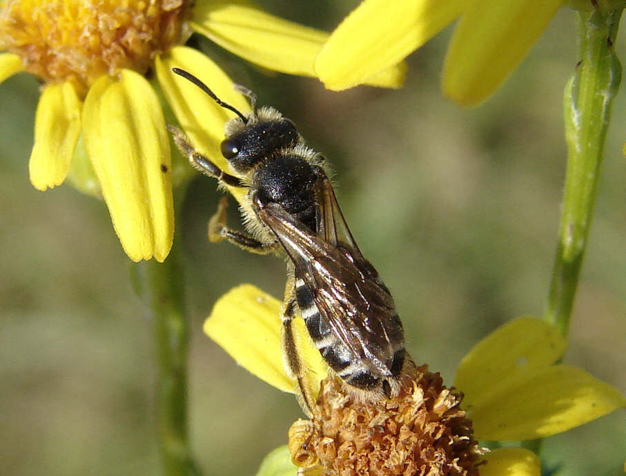 Halictus maculatus / Dickkopf-Furchenbiene / Schmal- / Furchenbienen - Halictidae / Ordnung: Hautflügler - Hymenoptera
