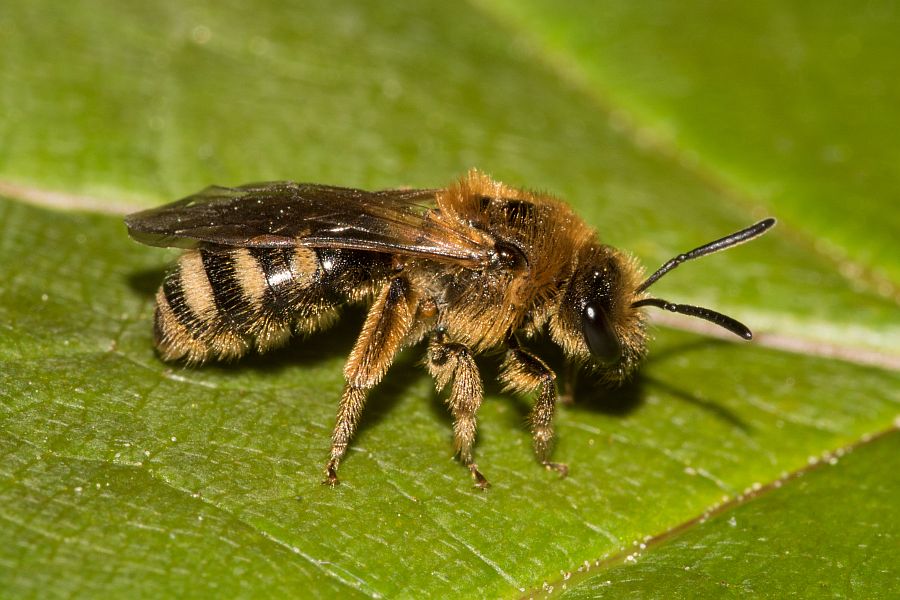 Lasioglossum laevigatum / Bezahnte Schmalbiene / Schmal- / Furchenbienen - Halictidae / Hautflügler - Hymenoptera