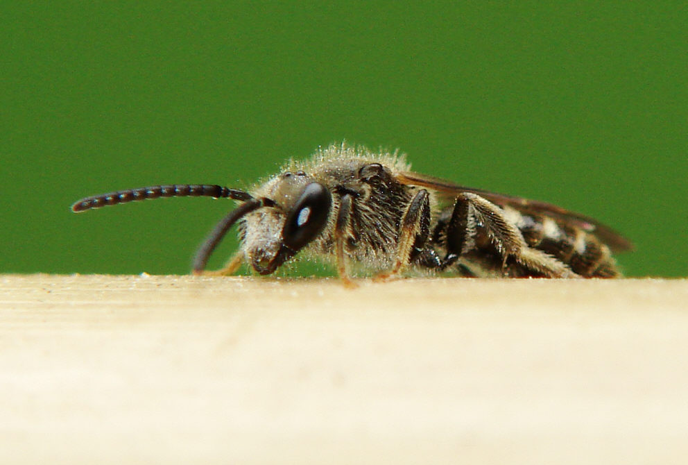 Lasioglossum (Lasioglossum) pallens / Frühlings-Schmalbiene / Schmal- / Furchenbienen - Halictidae / Ordnung: Hautflügler - Hymenoptera