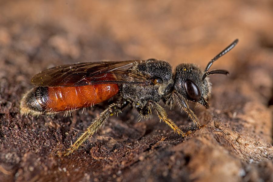Sphecodes monilicornis / Dickkopf-Blutbiene / Schmal- / Furchenbienen - Halictidae / Ordnung: Hautflügler - Hymenoptera