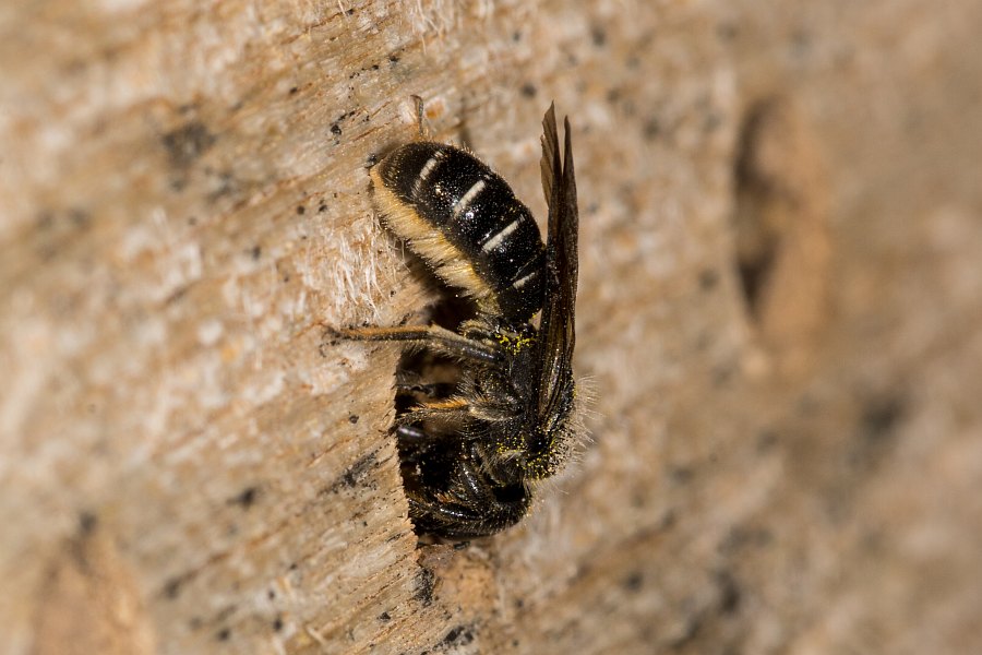 Chelostoma florisomne (= Osmia florisomnis) / Hahnenfuß-Scherenbiene (Männchen) / "Blattschneiderbienenartige" - Megachilidae / Ordnung: Hautflügler - Hymenoptera
