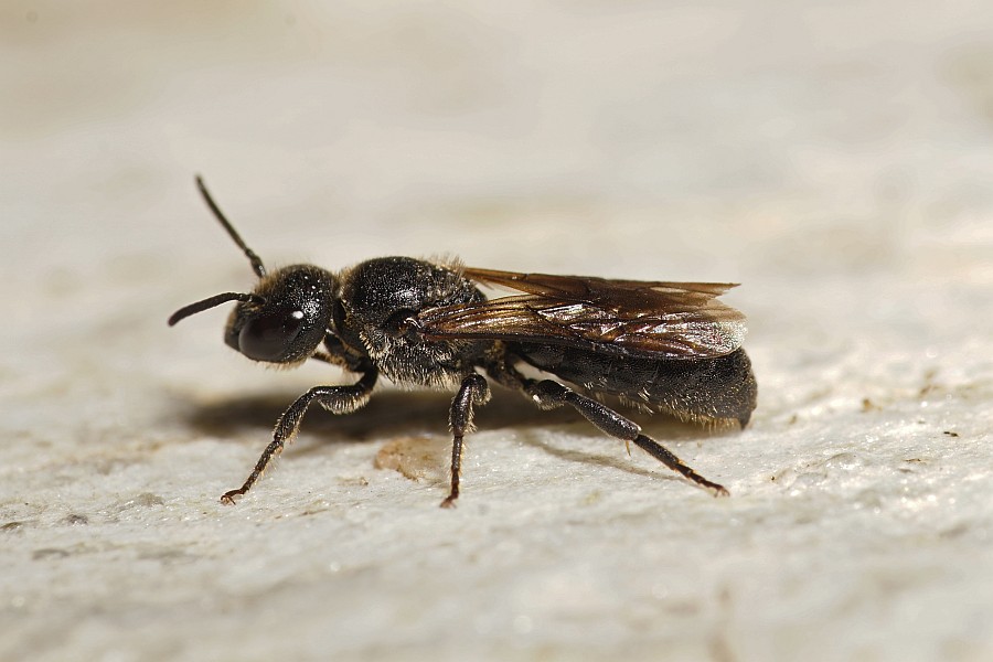 Chelostoma foveolatum (Morawitz, 1868) / Gruben-Scherenbiene / "Blattschneiderbienenartige" - Megachilidae / Hautflügler - Hymenoptera
