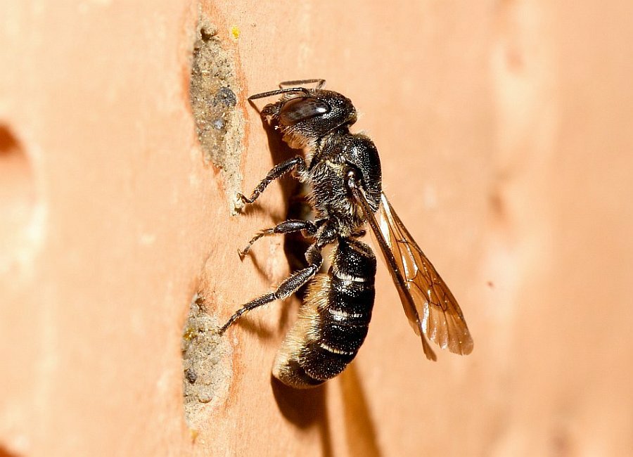 Chelostoma (Osmia) rapunculi / Hahnenfuß-Scherenbiene / "Blattschneiderbienenartige" - Megachilidae / Ordnung: Hautflügler - Hymenoptera