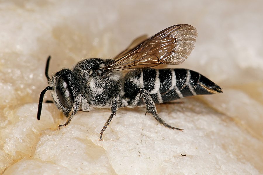 Coelioxys aurolimbata / Goldsaum-Kegelbiene / Megachilidae / Ordnung:  Hautflügler - Hymenoptera