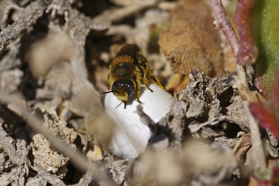 Hoplosmia pinguis (Pérez, 1895) / Megachilidae - Blattschneiderbienenartige / Hautflügler - Hymenoptera