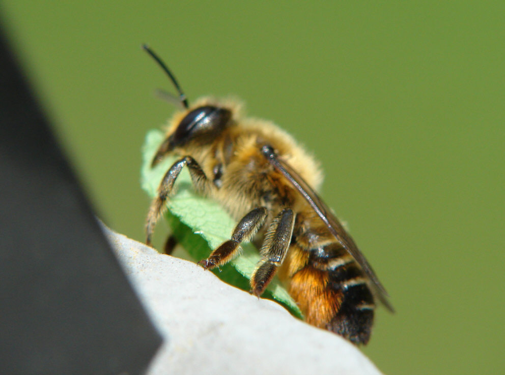Megachile versicolor / Gemeine Blattschneiderbiene / Megachilinae ("Blattschneiderbienenartige") / Hautflügler - Hymenoptera