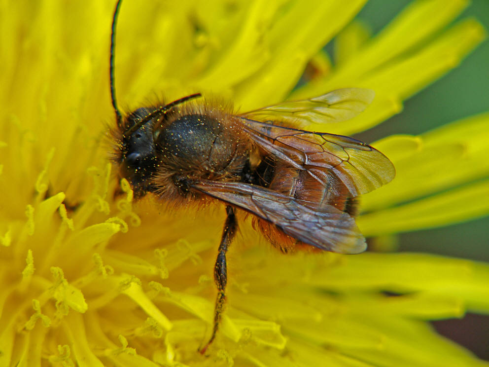 Osmia bicornis / Rote Mauerbiene (syn. Osmia rufa) / Megachilinae ("Blattschneiderbienenartige") / Hautflügler - Hymenoptera
