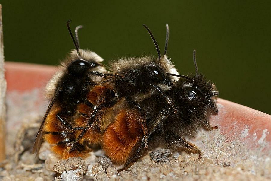 Osmia cornuta / Gehörnte Mauerbiene / Megachilinae ("Blattschneiderbienenartige") / Hautflügler - Hymenoptera