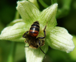 Andrena florea / Zaunrüben-Sandbiene