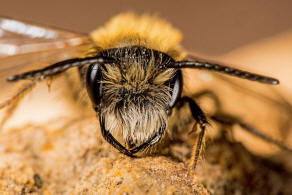 Andrena fulva / Fuchsrote Lockensandbiene / Andreninae (Sandbienenartige)