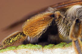 Andrena gravida / "Schwere Sandbiene" / Andreninae (Sandbienenartige) / Hautflügler - Hymenoptera