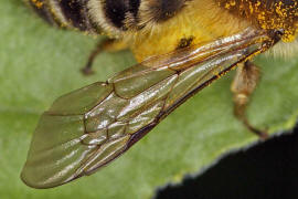 Andrena gravida / "Schwere Sandbiene" (Flügel) / Andreninae (Sandbienenartige) / Hautflügler - Hymenoptera