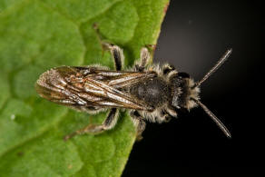 Andrena (Lepidandrena) pandellei / Graue Schuppensandbiene / Andrenidae (Sandbienenartige) / Hautflügler - Hymenoptera