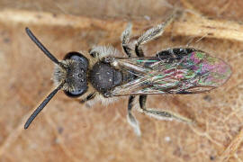 Andrena subopaca / Glanzlose Zwergsandbiene / Andreninae (Sandbienenartige) / Hautflügler - Hymenoptera