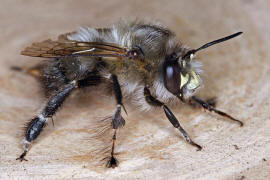 Anthophora plumipes / Frühlings-Pelzbiene (Männchen) / Apinae (Echte Bienen) / Ordnung: Hautflügler - Hymenoptera
