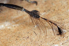 Anthophora plumipes / Gemeine Pelzbiene (Vordertarsen des Männchens) / Apinae (Echte Bienen) / Ordnung: Hautflügler - Hymenoptera
