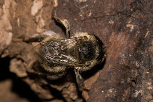 Anthophora quadrimaculata / Vierfleck-Pelzbiene / Apidae (Echte Bienen) / Ordnung: Hautflügler - Hymenoptera