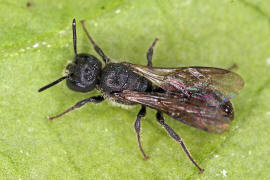 Chelostoma (Osmia) campanularum / Kurzfransige Glockenblumen-Scherenbiene / "Blattschneiderbienenartige" - Megachilidae / Ordnung: Hautflügler - Hymenoptera