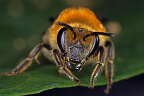 Colletes hederae / Efeu-Seidenbiene / Colletinae - "Seidenbienenartige" / Ordnung: Hautflügler - Hymenoptera