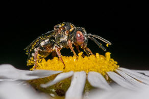 Epeolus variegatus / Gewöhnliche Filzbiene / Apidae (Echte Bienen) / Ordnung: Hautflügler - Hymenoptera
