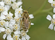 Halictus (Seladonia) confusus / Verkannte Goldfurchenbiene / Schmal- / Furchenbienen - Halictidae / Ordnung: Hautflügler - Hymenoptera