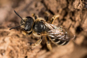Halictus simplex s.l. / Gewöhnliche Furchenbiene / Schmal- / Furchenbienen - Halictidae / Ordnung: Hautflügler - Hymenoptera