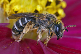 Halictus simplex s.l. / Gewöhnliche Furchenbiene / Schmal- / Furchenbienen - Halictidae / Ordnung: Hautflügler - Hymenoptera
