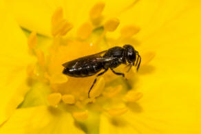 Hylaeus brevicornis / Kurzfühler-Maskenbiene / Colletidae - "Seidenbienenartige" / Ordnung: Hautflügler - Hymenoptera