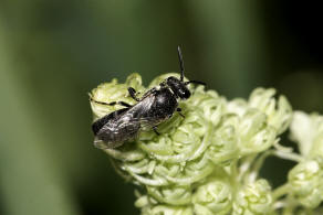 Hylaeus signatus / Reseden-Maskenbiene / Colletidae - Seidenbienenartige / Ordnung: Hautflügler - Hymenoptera
