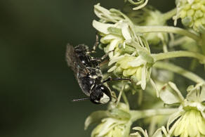 Hylaeus signatus / Reseden-Maskenbiene / Colletidae - Seidenbienenartige / Ordnung: Hautflügler - Hymenoptera