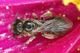 Lasioglossum spec. / Schmal- / Furchenbienen - Halictidae / Ordnung: Hautflügler - Hymenoptera