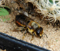 Megachile versicolor / Gemeine Blattschneiderbiene / Megachilinae ("Blattschneiderbienenartige")