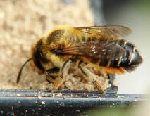 Megachile versicolor / Gemeine Blattschneiderbiene / Megachilinae ("Blattschneiderbienenartige")
