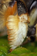 Megachile willughbiella / Garten-Blattschneiderbiene (Vordertarse) / Megachilinae ("Blattschneiderbienenartige") / Hautflügler - Hymenoptera
