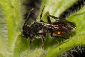 Nomada fabriciana / Rotschwarze Wespenbiene / Apidae - Echte Bienen / Ordnung: Hautflügler - Hymenoptera