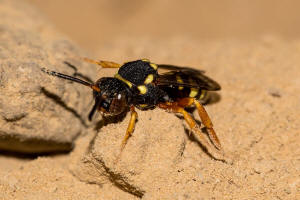 Nomada flavopicta / Greiskraut-Wespenbiene / Apidae (Echte Bienen) / Ordnung: Hautflügler - Hymenoptera