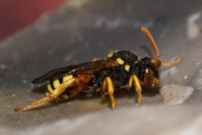Nomada fucata / Gewöhnliche Wespenbiene / Apinae (Echte Bienen)