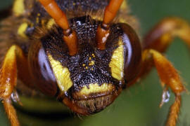 Gesicht frontal / Nomada goodeniana / Feld-Wespenbiene / Apinae (Echte Bienen) / Ordnung: Hautflügler - Hymenoptera