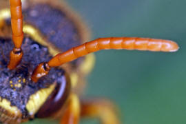 Fühler von unten / Nomada goodeniana / Ohne deutschen Namen / Apinae (Echte Bienen) / Ordnung: Hautflügler - Hymenoptera