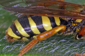Hinterleib von der Seite / Nomada goodeniana / Feld-Wespenbiene / Apinae (Echte Bienen) / Ordnung: Hautflügler - Hymenoptera
