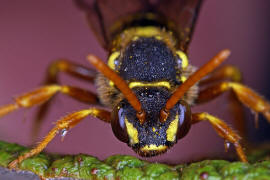 Gesicht frontal / Nomada goodeniana / Ohne deutschen Namen / Apinae (Echte Bienen) / Ordnung: Hautflügler - Hymenoptera