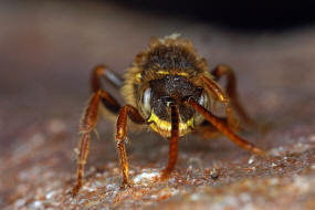 Nomada marshamella / Wiesen-Wespenbiene / Apinae (Echte Bienen) / Ordnung: Hautflügler - Hymenoptera