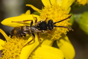Nomada marshamella / Wiesen-Wespenbiene / Apinae (Echte Bienen) / Ordnung: Hautflügler - Hymenoptera