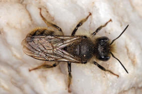 Osmia bicolor / Zweifarbige Schneckenhaus Mauerbiene / Megachilinae ("Blattschneiderbienenartige") / Hautflügler - Hymenoptera
