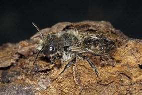 Osmia bicolor / Zweifarbige Schneckenhaus Mauerbiene / Megachilinae ("Blattschneiderbienenartige") / Hautflügler - Hymenoptera