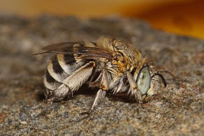 Amegilla albigena (Lepeletier, 1841) / Apidae (Echte Bienen) / Ordnung: Hautflügler - Hymenoptera