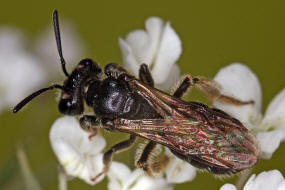 Andrena (Micrandrena) anthrisci / Kerbel-Zwergsandbiene / Andreninae - Micrandrena (Sandbienenartige) / Hautflügler - Hymenoptera
