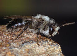 Andrena cineraria / Grauschwarze Düstersandbiene / Andreninae (Sandbienenartige)