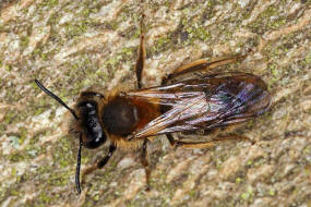 Andrena fucata / Wald-Lockensandbiene / Andreninae (Sandbienenartige) / Hautflügler - Hymenoptera