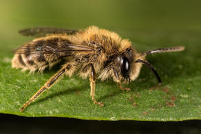 Andrena fuscipes / Heidekraut-Herbstsandbiene / Andrenidae (Sandbienenartige) / Hautflügler - Hymenoptera